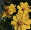 wf_coreopsis_lanceleaved.jpg